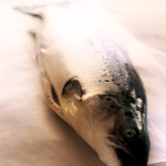 Loup de mer